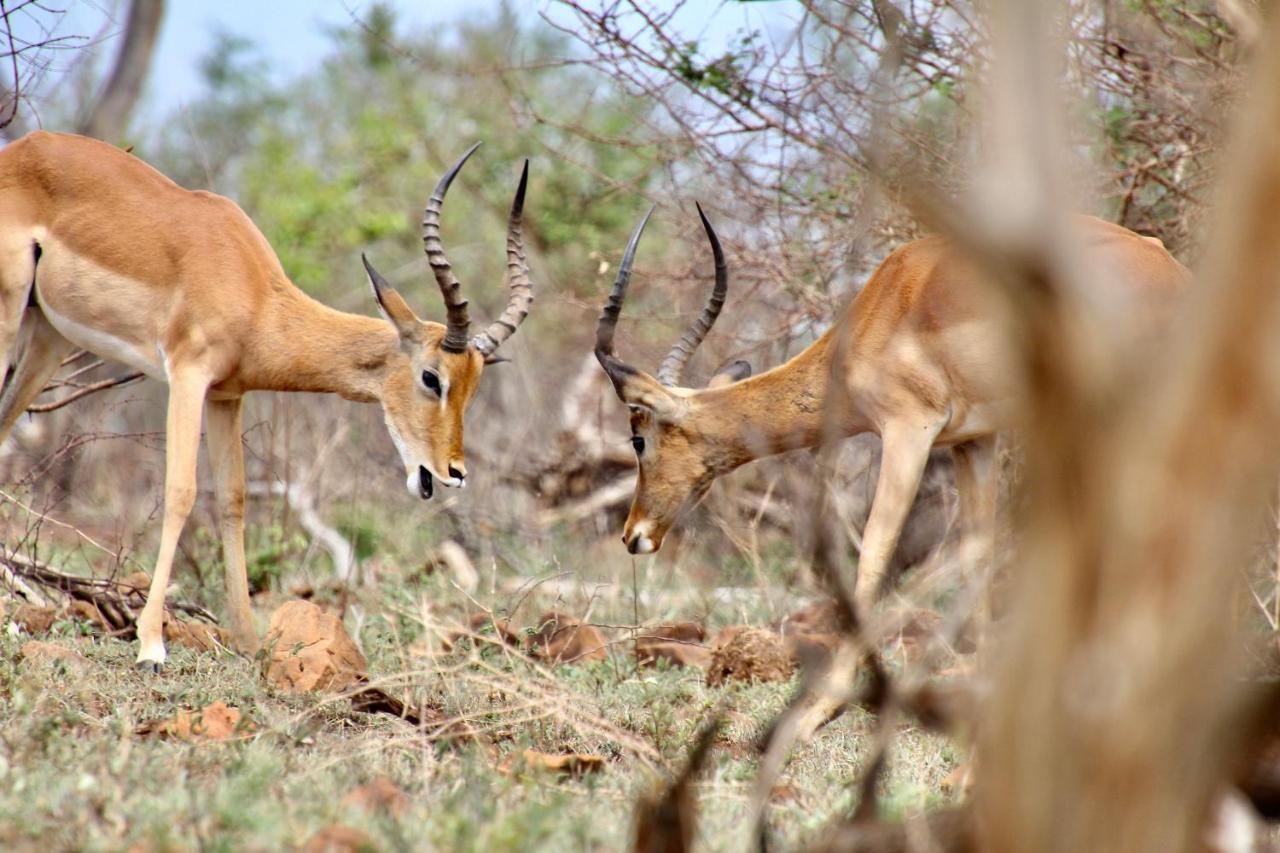 Jackals Dream - Self Catering Villa Bordering Kruger National Park Marloth Park Exterior photo