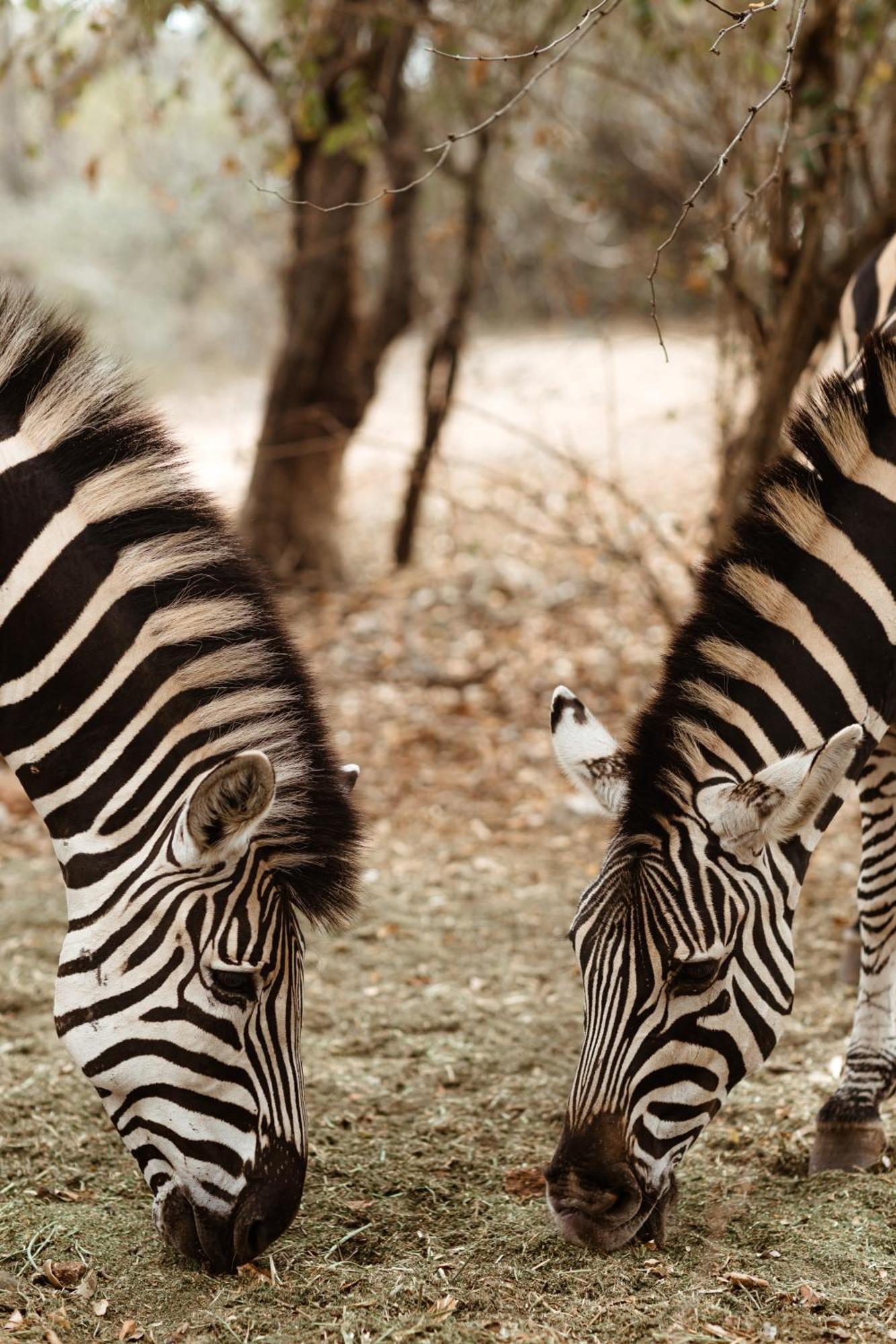 Jackals Dream - Self Catering Villa Bordering Kruger National Park Marloth Park Exterior photo